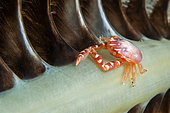 Three-lobed porcelain crab (Porcellanella triloba), Siladen, North Sulawesi, Indonesia