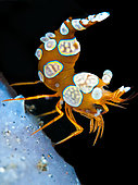 Thor shrimp (Thor amboinensis), Lembeh, north sulawesi, indonesia