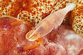 Crevette nettoyeuse impériale (Zenopontonia rex), Emperor shrimp, Gangga island, north sulawesi, indonesia