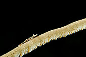 Commensal whip coral shrimp, Siladen, North Sulawesi, Indonesia