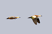 Ruddy shelduck (Tadorna ferruginea) in flight, Brahmapoutra, Assam state, India