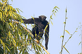 Western hoolock gibbon (Hoolock hoolock), male calling in bamboos, Gumti wildlife sanctuary, Tripura state, India