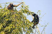 Western hoolock gibbon (Hoolock hoolock), male and female in bamboos, Gumti wildlife sanctuary, Tripura state, India
