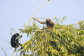 Western hoolock gibbon (Hoolock hoolock), male and female in bamboos, Gumti wildlife sanctuary, Tripura state, India