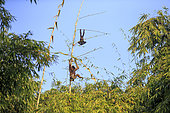Western hoolock gibbon (Hoolock hoolock), female with young in bamboos, Gumti wildlife sanctuary, Tripura state, India