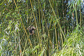 Western hoolock gibbon (Hoolock hoolock), female with young in bamboos, Gumti wildlife sanctuary, Tripura state, India