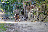 Western hoolock gibbon (Hoolock hoolock), adult female tamed in a village, Gumti wildlife sanctuary, Tripura state, India