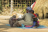 Western hoolock gibbon (Hoolock hoolock), adult female tamed in a village, Gumti wildlife sanctuary, Tripura state, India