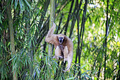 Western hoolock gibbon (Hoolock hoolock), female screaming in bamboo, Gumti wildlife sanctuary, Tripura state, India