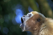 Portrait of Western hoolock gibbon (Hoolock hoolock), female screaming, Gumti wildlife sanctuary, Tripura state, India