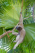 Western hoolock gibbon (Hoolock hoolock), female screaming under palm, Gumti wildlife sanctuary, Tripura state, India