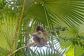 Western hoolock gibbon (Hoolock hoolock), female under palm, Gumti wildlife sanctuary, Tripura state, India