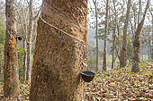 Harvesting latex from rubber trees, Tripura state, India