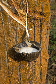 Harvesting latex from rubber trees, Tripura state, India