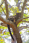 Clouded leopard (Neofelis nebulosa) at rest in a tree, Trishna wildlife sanctuary, Tripura state, India