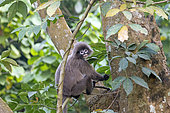 Phayre's leaf monkey or Phayre's langur (Trachypithecus phayrei) in a tree, Trishna wildlife sanctuary, Tripura state, India