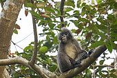 Phayre's leaf monkey or Phayre's langur (Trachypithecus phayrei) in a tree, Trishna wildlife sanctuary, Tripura state, India