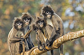 Phayre's leaf monkey or Phayre's langur (Trachypithecus phayrei) group on a branch, Trishna wildlife sanctuary, Tripura state, India