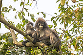 Phayre's leaf monkey or Phayre's langur (Trachypithecus phayrei) and young in a tree, Trishna wildlife sanctuary, Tripura state, India