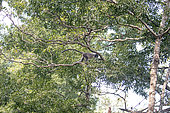 Phayre's leaf monkey or Phayre's langur (Trachypithecus phayrei) in a tree, Trishna wildlife sanctuary, Tripura state, India