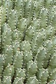 Resin spurge (Euphorbia resinifera)