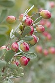 Sumac (Rhus albida) fruits