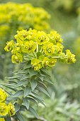 Silver spurge (Euphorbia rigida)