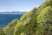 Tree spurge (Euphorbia dendroides), Cap Ferrat. Saint-Jean-Cap-Ferrat, Alpes-Maritimes, France