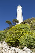 Tree spurge (Euphorbia dendroides) in front of the Malalongue Point lighthouse, Saint-Jean-Cap-Ferrat, Alpes-Maritimes, France