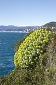 Tree spurge (Euphorbia dendroides), Cap Ferrat. Saint-Jean-Cap-Ferrat, Alpes-Maritimes, France
