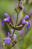 Common sage (Salvia officinalis) flowers