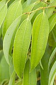 Cinnamomum japonicum (cannelier du Japon, Japanese cinnamon). Syn.: Cinnamomum chekiangense