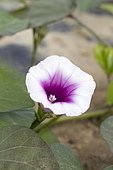 Cultivation of sweet potato (Ipomoea batatas) on tarpaulin. Lézardrieux, Côtes-d'Armor, Brittany, France.
