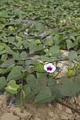 Cultivation of sweet potato (Ipomoea batatas) on tarpaulin. Lézardrieux, Côtes-d'Armor, Brittany, France.