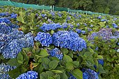 Hydrangea culture (Hydrangea macrophylla) for the production of cut flowers. Kerfot, Côtes-d'Armor, Brittany, France.