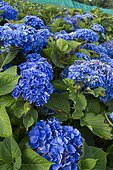 Hydrangea culture (Hydrangea macrophylla) for the production of cut flowers. Kerfot, Côtes-d'Armor, Brittany, France.