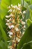 Spiked ginger Lily (Hedychium spicatum) flowers
