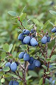 Bog blueberry (Vaccinium uliginosum) berries