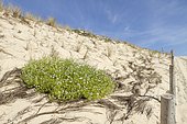 European searocket (Cakile maritima) in an Oyat plantation for the protection of dunes against erosion, Gironde, France.