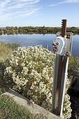 Saltbush (Baccharis halimifolia) at the edge of a lock in the ornithological reserve, Le Teich, Gironde, France