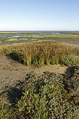 Sea purslane (Halimione portulacoides) and Blackgrass (Juncus gerardii), Canal port, Gujan Mestras, Bay of Arcachon, Gironde, France