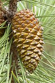 Maritime pine (Pinus pinaster) young cone