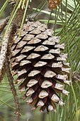 Maritime pine (Pinus pinaster) cone