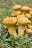 Laughing gym (Gymnopilus junonius)