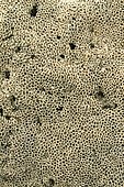 Honeycomb tube worms (Sabellaria alveolata) in the Arcachon basin. La Teste-de-Buch, Pilat Plage, Gironde, France.