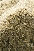 Honeycomb tube worms (Sabellaria alveolata) in the Arcachon basin. La Teste-de-Buch, Pilat Plage, Gironde, France.