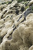 Honeycomb tube worms (Sabellaria alveolata) and Common mussel (Mytilus edulis) in the Arcachon basin. La Teste-de-Buch, Pilat Plage, Gironde, France.