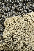 Honeycomb tube worms (Sabellaria alveolata) and Common mussel (Mytilus edulis) in the Arcachon basin. La Teste-de-Buch, Pilat Plage, Gironde, France.