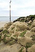 Massif d'Hermelles (Sabellaria alveolata) et Moules comestibles (Mytilus edulis) dans le bassin d'Arcachon. La Teste-de-Buch, Pilat Plage, Gironde, France.