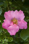 'Mela rosa' rose. Natural evolution of the flowr, from a simple fomr to a half-double form